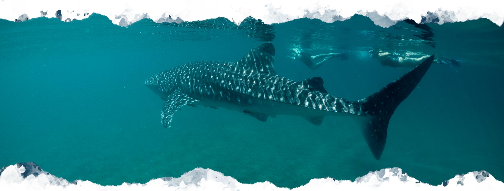 la paz whale shark tours